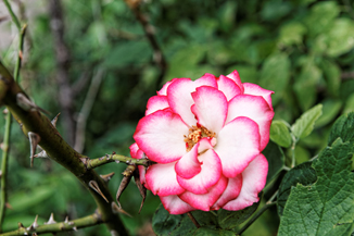 Rose among the Thorns a Nicole Rose embeded in stalks of Thorns